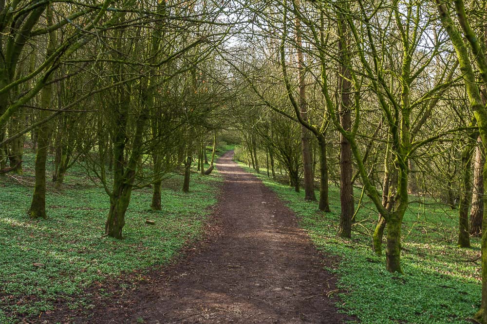 Morson Wood Morson Wood